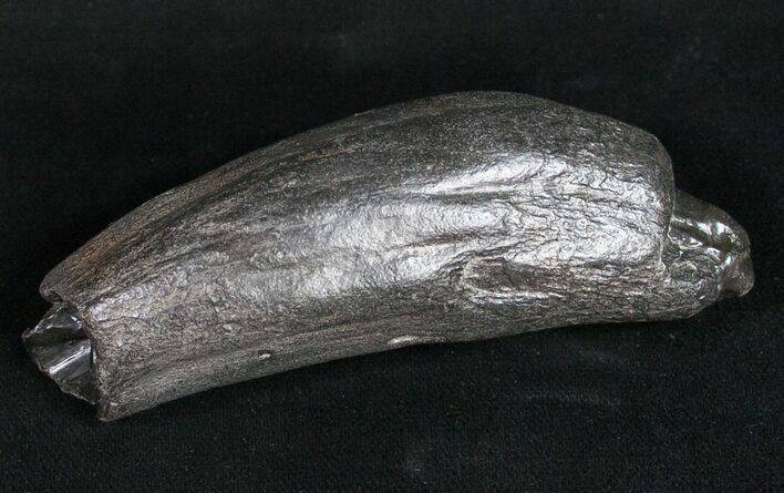 Fossil Sperm Whale Tooth #10089
